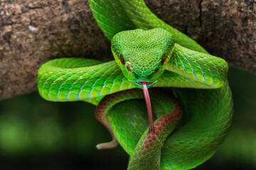 Close-up of a vibrant green, white lipped pit viper with its tongue out on a branch