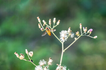 Honey bees are important pollinators for flowers, fruits and vegetables