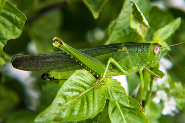 grasshopper on a leaf