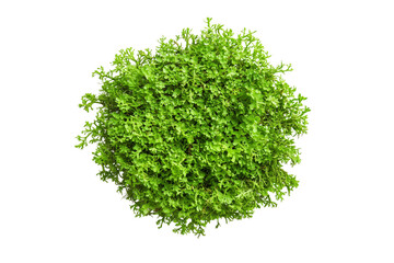 Obraz premium Lush Green Moss Cluster Isolated on Transparent Background