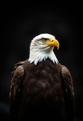 Obraz premium Majestic Bald Eagle Portrait Powerful Bird of Prey Close Up