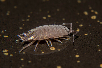 close up of a woodlouse