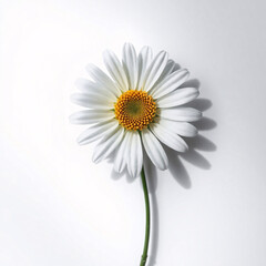 Obraz premium daisy on a white background