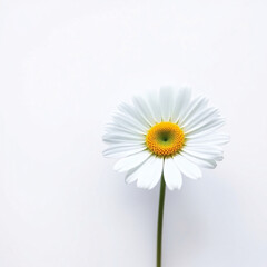 Fototapeta premium daisy flower on a white background