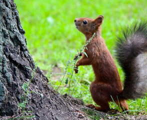 Common forest squirrel in the forest park