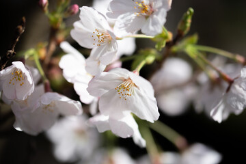 Japanese cherry, sakura