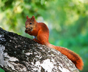 Common forest squirrel in the forest park