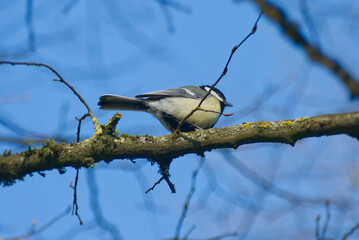 Great tit (Parus major) sitting in a tree in Zurich, Switzerland