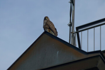 Common buzzard (Buteo buteo) sitting on the roof of a house in Zurich, Switzerland