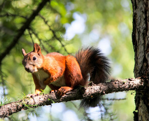 Common forest squirrel in the forest park