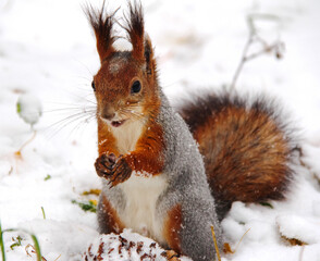 Fototapeta premium Common forest squirrel in the forest park