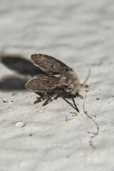 drain fly on ground