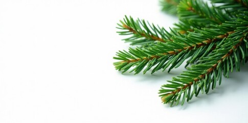 Obraz premium A few spruce branches with needles isolated on white background, green, forest