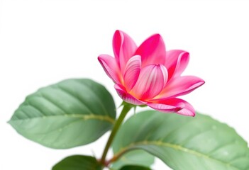 Naklejka premium A single vibrant bloom, petals perfectly formed, isolated on pure white, botanical, download