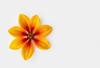 Obraz premium A single, vibrant flower, petals perfectly formed, isolated on pure white background, graphic, beauty