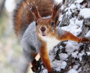 Common forest squirrel in the forest park