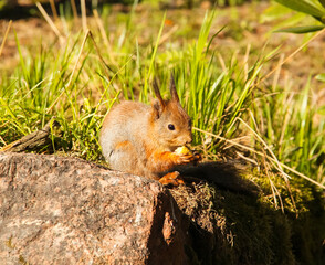 Common forest squirrel in the forest park