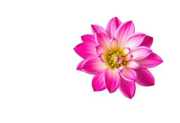A single vibrant bloom, petals unfurled, isolated on pure white, fresh, illustration