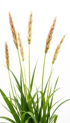 Grasses and seedheads isolated on white surface, botanical, nature