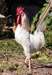 Hens in the yard of a hen house