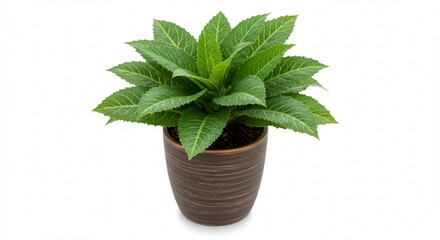 Lush Green Plant in Brown Pot Vibrant Foliage Indoor Plant Houseplant Potted Plant