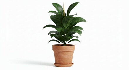 Obraz premium Lush Green Ficus Plant in Terracotta Pot Isolated on White Background Home Decor Interior Design