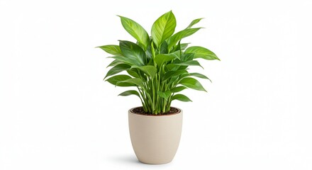 Fototapeta premium Lush Green Peace Lily Plant in Beige Pot Indoor Houseplant Home Decor