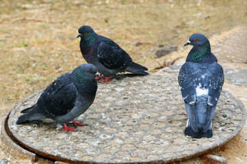 Obraz premium Common blue-gray doves in the city