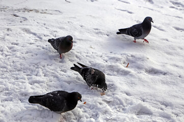 Common blue-gray doves in the city
