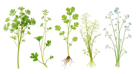 Fototapeta premium Coriander plant illustration