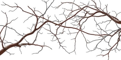Obraz premium Bare, twisting branches isolated on pure white background, element, vintage
