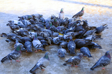 Common blue-gray doves in the city