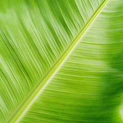 Exploring the vibrant patterns of tropical leaves nature setting close-up photography lush environment natural beauty