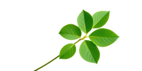 Single vibrant green plant, isolated on pure white backdrop, indoor plant, stock photo