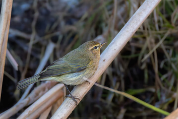 Wood Warbler perched on a branch in the morning light