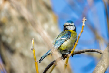 Eurasian Blue Tit perched on a branch in the morning light