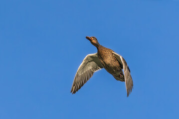 mallard duck flying in morning light