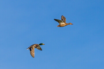 mallard duck flying in morning light