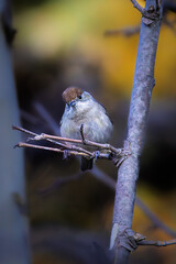 Eurasian Blackcap perched on a branch in the morning light