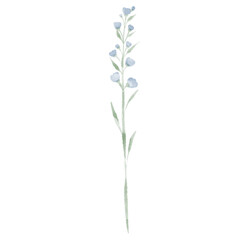wild flower isolated on white background