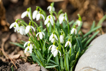 Blooming snowdrops (Galanthus), a bulbous perennial herbaceous plant, in the home garden in natural surroundings