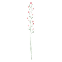 pink flowers isolated on white