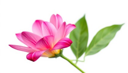 Naklejka premium A single vibrant bloom, petals perfectly formed, isolated against a pure white backdrop, nature, green