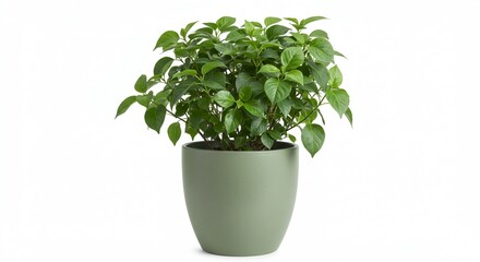 Lush Green Potted Plant Vibrant Foliage in Olive Green Planter Home Decor