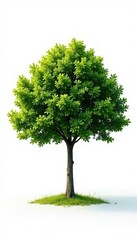 Obraz premium Simple isolated tree against bright white background, tree, solitary, isolated