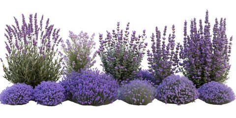 Collection of verdant lavender bushes with vibrant purple blossoms arranged evenly in rows against a minimalist transparent background, showcasing natural beauty and vibrant colors.
