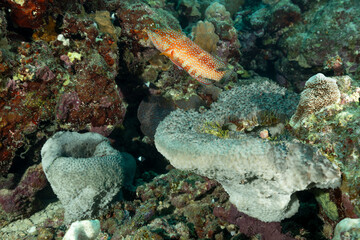 Cernia tropicale, Cefalofolis sexmaculata, sulla barriera corallina