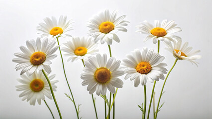 Obraz premium closeup of daisies on white background, A minimalist composition of white daisies against a clean, white background