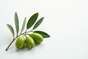 Peaceful olive branch on white background with subtle texture, serenity, elegant