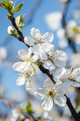 Obraz premium Spring blossom orchard. Generative AI